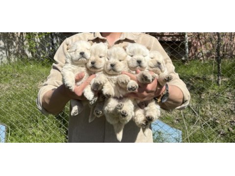 Bebek surat çin aslanı chow chow dişi bebekler