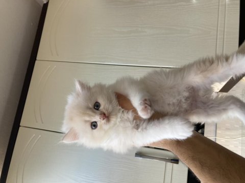British longhair pofuduk yavrular teslime hazır