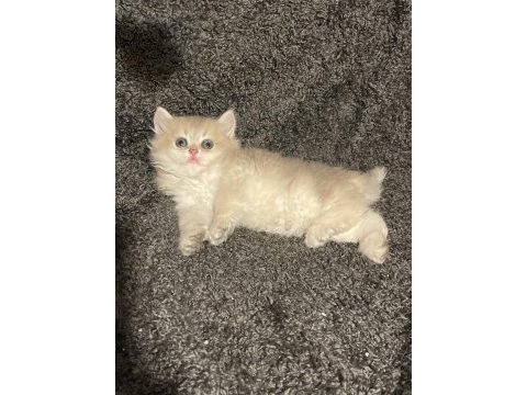 Anne baba şecereli safkan british longhair ay12 erkek