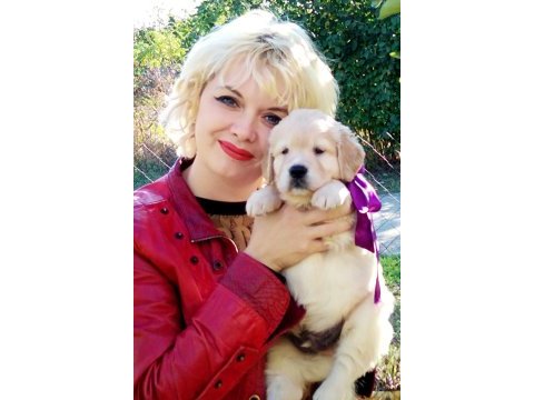 Golden retriever gelip görerek alabilirsiniz
