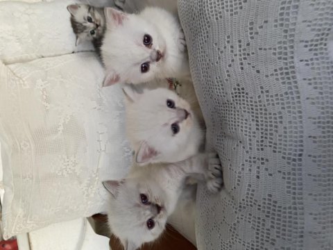 Sağlıklı anne ve baba safkan british shorthair rezerve açık