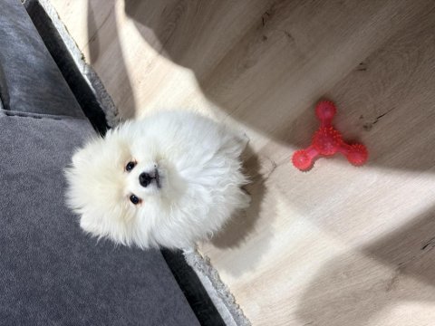 Dişi 6 aylık aşıları tam pomeranian