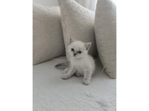 45 günlük british shorthair teslime hazır