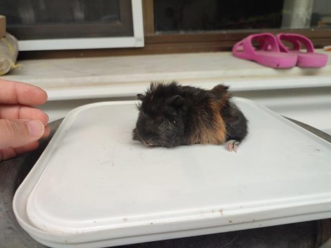 Yavru guinea pigler