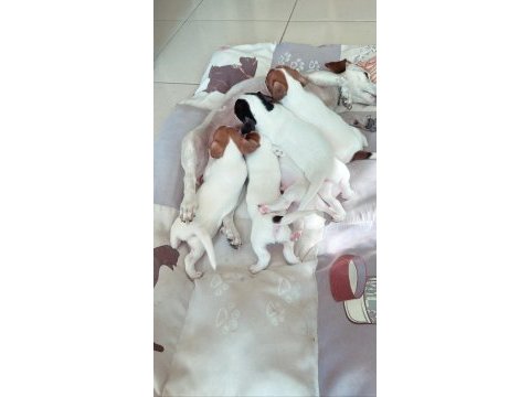 Jack russell kısa bacak (üretici vs değilim)
