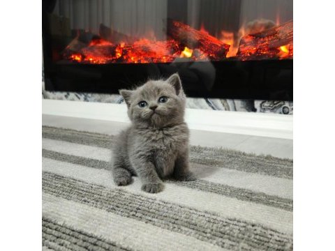 Safkan scottish fold yavrularım