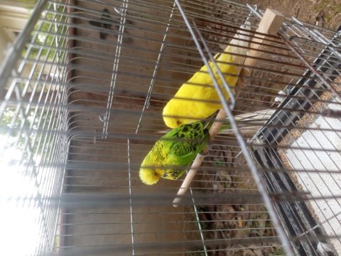 Show jumbo muhabbet kuşu