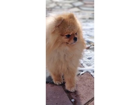 Ayı surat şecereli pomeranian boo erkek