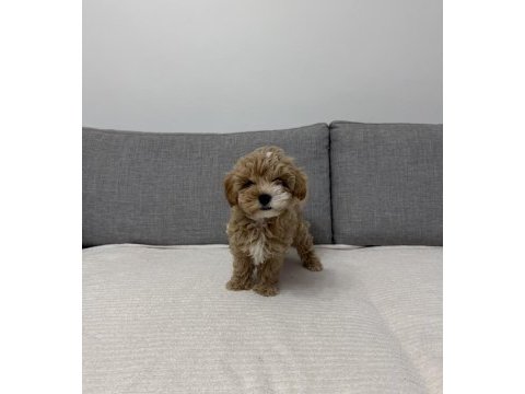 Ev doğumlu poodle yavrum