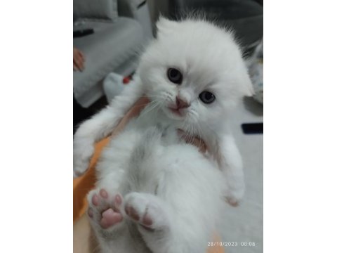 Orjinal safkan british shorthair yavrular