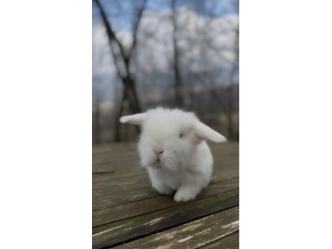 Harika lop tavşanı yavrular
