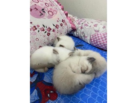 British shorthair yavrularımız yeni ailesine hazırdır