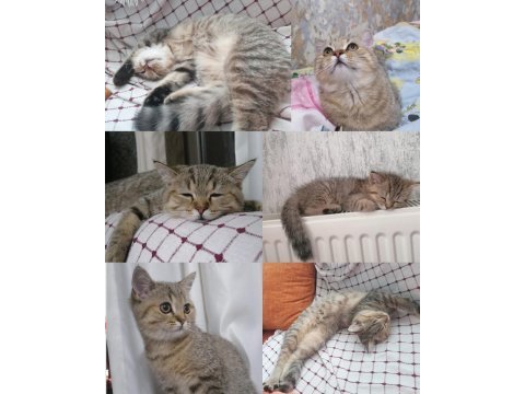 5 aylık erkek british longhair