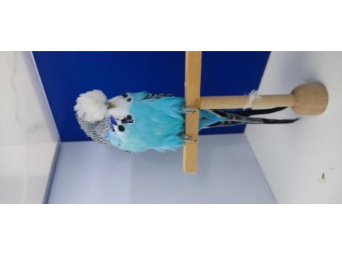 Show jumbo muhabbet kuşu