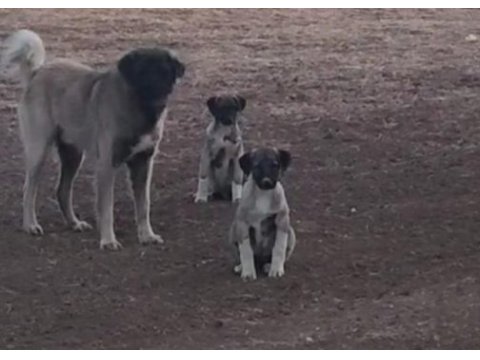 Kangal yavruları