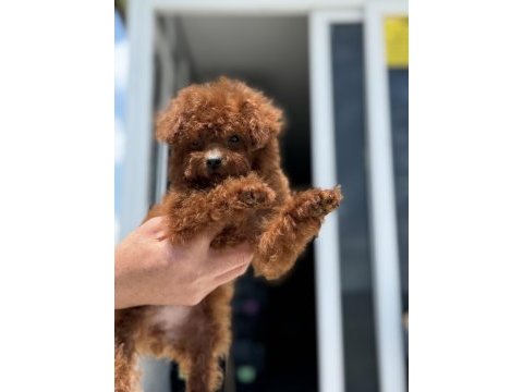 Petmode köpek çiftliğinden redbrown toy poodle