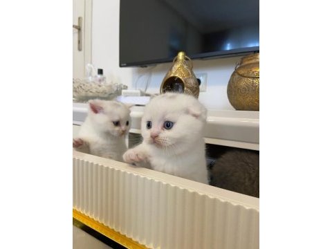 British shorthair ve scottish yavrularımız