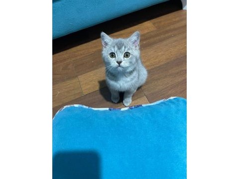 2.5 - 3 aylık kısa tüylü british shorthair yavru