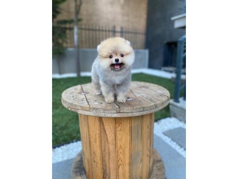 Safkan a class ayıcık pomeranian boo