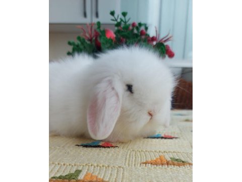 Lop tavşanı
