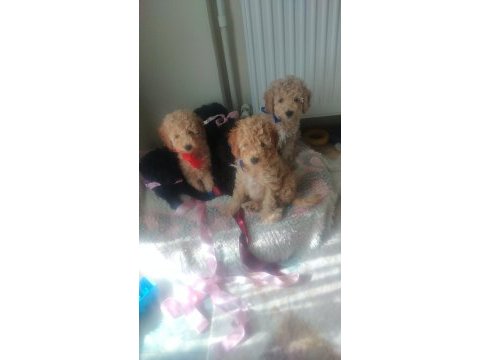 Evde bakılabilecek tek ırk toy poodledir