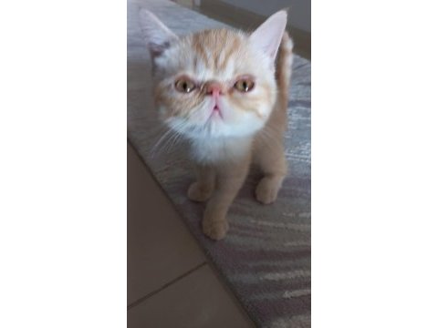 1 dişi ve 1 erkek exotic shorthair yavru