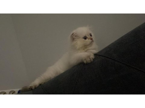 British longhair kedimize yuva arıyoruz