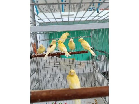 Manılua kanaryalar