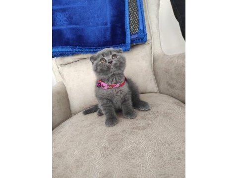 Değerinin altında verilecek dişi scottish fold yavrular