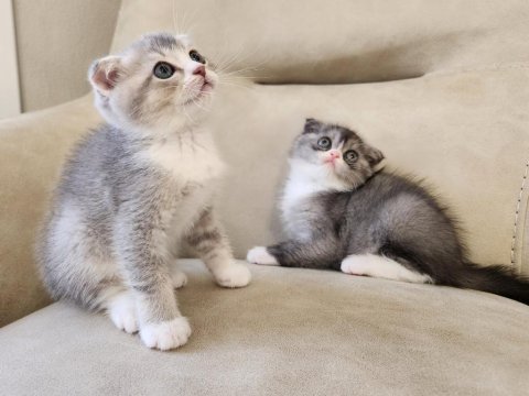 Minik scottish fold patiler