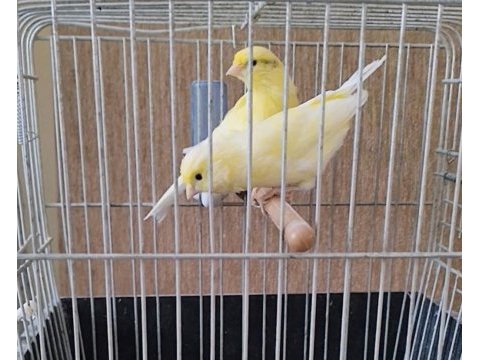 Kaliteli kan hattına sahip harz roller sarı çift kanarya