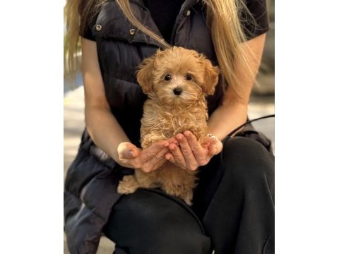Yurt dışı girişli maltipoo yavrular