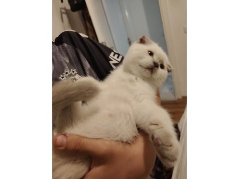 Scottish fold kedimize yuva aranıyor