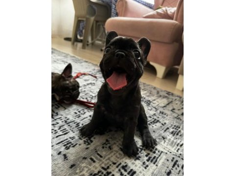 Egzotik blue taşıyıcı french bulldog akıllı arayanlara