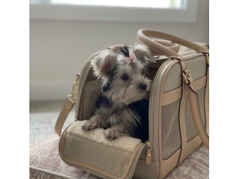 Teacup 6 aylik 900 gr dişi köpeğimiz