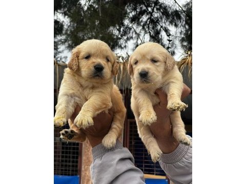 A kalitede birbirinden güzel golden retriever yavrularımız