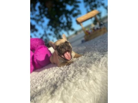 Merle french bulldog bebeklerimiz