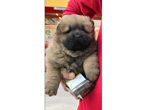 Çin aslanı chow chow bebeklerimiz