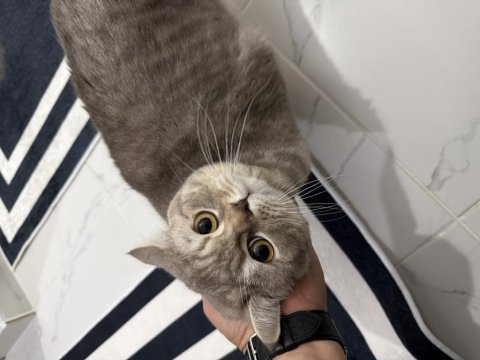 British shorthair kedimizi sahiplendiriyoruz