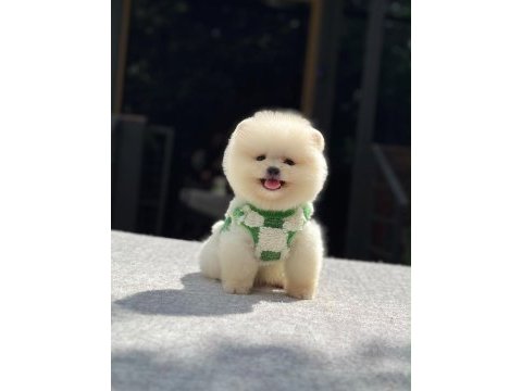 Ayıcık suratlı pomeranian boo yavrular