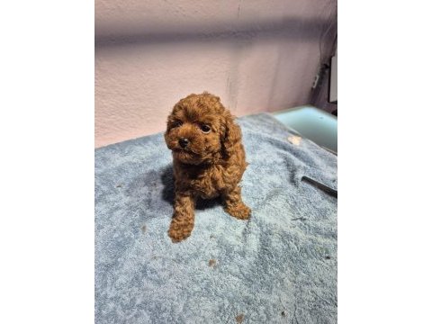 Poodle yavrularımız teslime hazır
