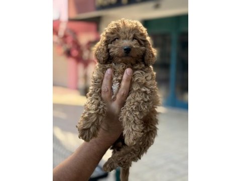 Konya içi elden teslim toy poodle bebekler