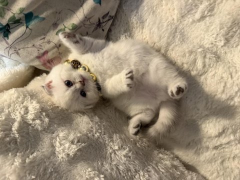 Bebiş kedilerime yeni yuva arıyoruz