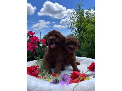 Orjinal teacup red poodle yavrular