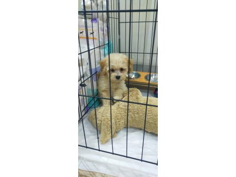 2 aylık erkek maltipoo
