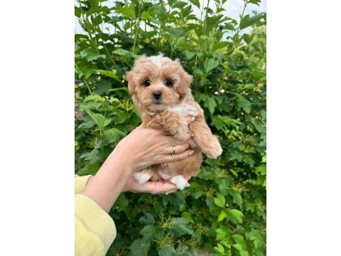 Maltipoo yavrularımız