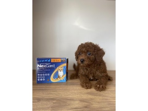 Red brown toy poodle