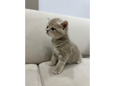 British longhair yavrularımız