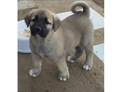 Dişi erkek safkan sivas kangal yavrularımız