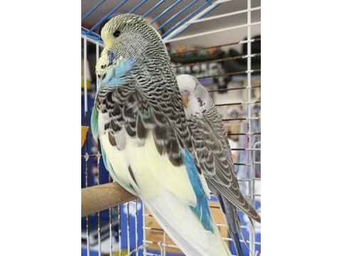 Show jumbo muhabbet kuşları rengarenk erkek dişi